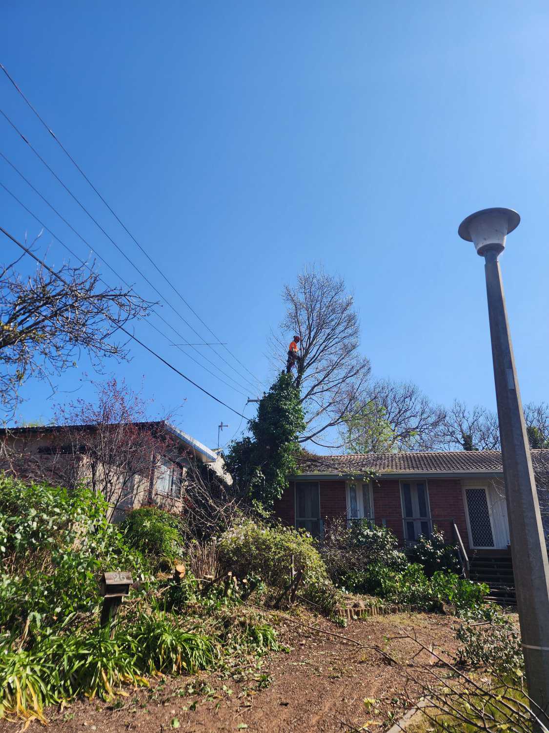 tree trimming canberra